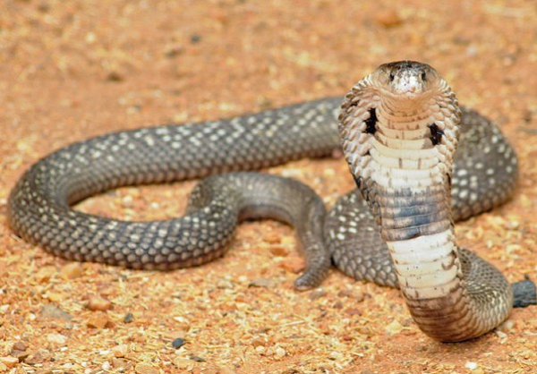 Hiện đang là mùa sinh sản của các loài bò sát, trong đó có rắn khiến chúng ra ngoài nhiều hơn. Môi trường sống cũng bị thu hẹp dẫn tới tình trạng rắn bò vào nhà. Người dân nên đề cao cảnh giác, phát quang bụi rậm quanh nhà và bình tĩnh xử lý để bảo vệ gia đình.