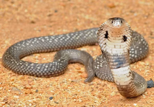 Hiện đang là mùa sinh sản của các loài bò sát, trong đó có rắn khiến chúng ra ngoài nhiều hơn. Môi trường sống cũng bị thu hẹp dẫn tới tình trạng rắn bò vào nhà. Người dân nên đề cao cảnh giác, phát quang bụi rậm quanh nhà và bình tĩnh xử lý để bảo vệ gia đình.