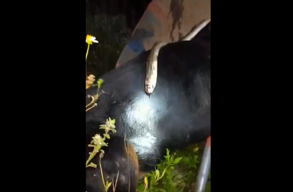 Theo chia sẻ của chủ clip, con rắn hổ mang bò vào nhà dân, chú chó nhìn thấy đã chạy ra nhưng không may bị con rắn cắn trúng. Chỉ 10 phút sau, chú chó mất mạng.