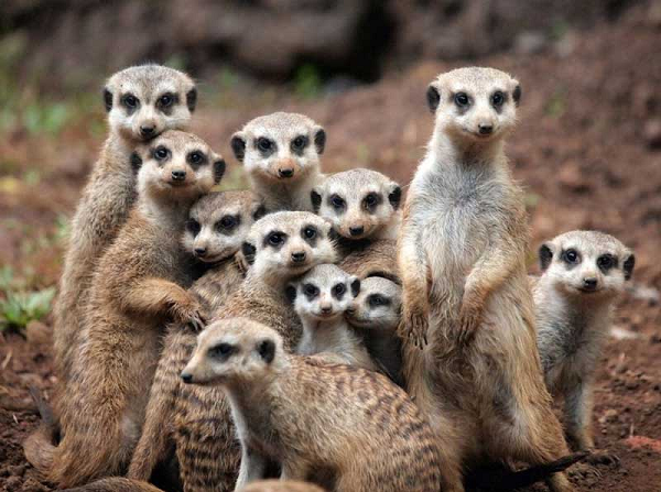Cầy meerkat sinh sống chủ yếu tại sa mạc Kalahari, Botswana và Nam Phi. Bên cạnh đó, một số vườn thú và khu bảo tồn lớn trên thế giới hiện nay cũng đã nuôi dưỡng loài này.