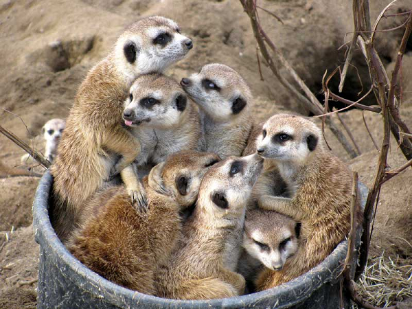 Meerkat là loài sinh sản nhanh và có thể sinh bất cứ lúc nào trong năm, nhưng hầu hết là vào mùa có thời tiết ấm áp. Những con non được phép rời khỏi hang khi được khoảng ba tuần tuổi.
