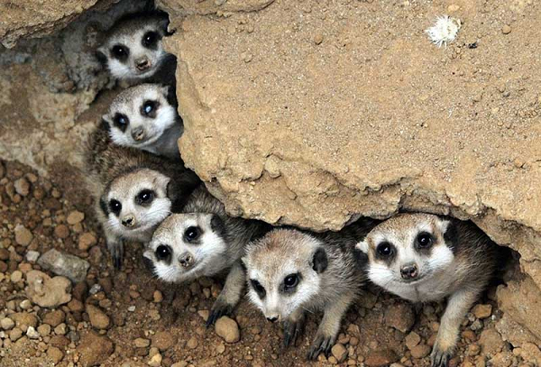 Loài động vật này thường sống theo bầy, mỗi bầy khoảng từ 20-30 con, cũng có bầy lên đến 50 con. Meerkat chủ yếu ăn côn trùng nhưng cũng ăn thằn lằn, rắn, bọ cạp, nhện, cây, trứng, động vật có vú nhỏ, rết, cuốn chiếu và hiếm hơn là những con chim nhỏ.