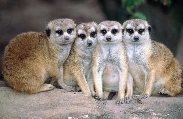 Cầy meerkat phân chia công việc khá rõ ràng khi đi tìm thức ăn. Một con sẽ làm nhiệm vụ canh gác, còn những thành viên còn lại trực tiếp săn mồi. Nếu "lính gác" đứng im lặng quan sát có nghĩa là khu vực đó an toàn, còn khi thấy có kẻ thù xuất hiện chúng sẽ la hét ầm ĩ để báo hiệu.