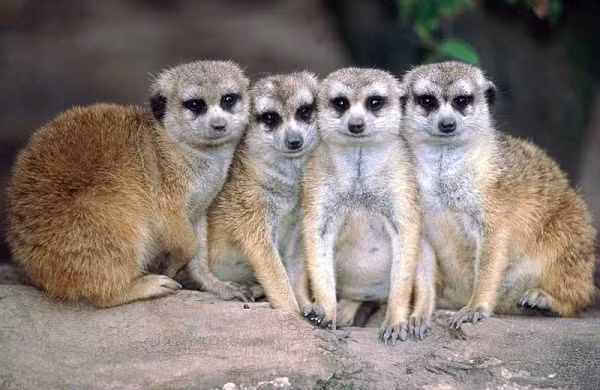 Cầy meerkat phân chia công việc khá rõ ràng khi đi tìm thức ăn. Một con sẽ làm nhiệm vụ canh gác, còn những thành viên còn lại trực tiếp săn mồi. Nếu "lính gác" đứng im lặng quan sát có nghĩa là khu vực đó an toàn, còn khi thấy có kẻ thù xuất hiện chúng sẽ la hét ầm ĩ để báo hiệu.