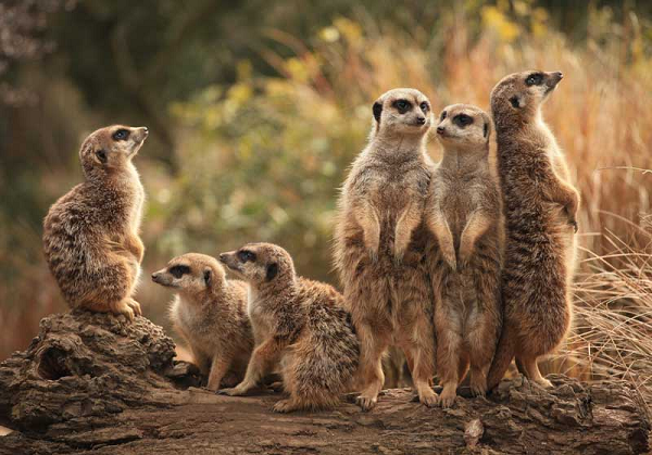 Cuộc sống trên sa mạc luôn ẩn chứa nhiều mối nguy hiểm. Chính vì vậy, cầy meerkat có ý thức đề phòng cảnh giác rất cao. Khi ngủ chúng sẽ nằm chồng lên nhau, một tai thì luôn vểnh lên để nghe ngóng mọi động tĩnh xung quanh.
