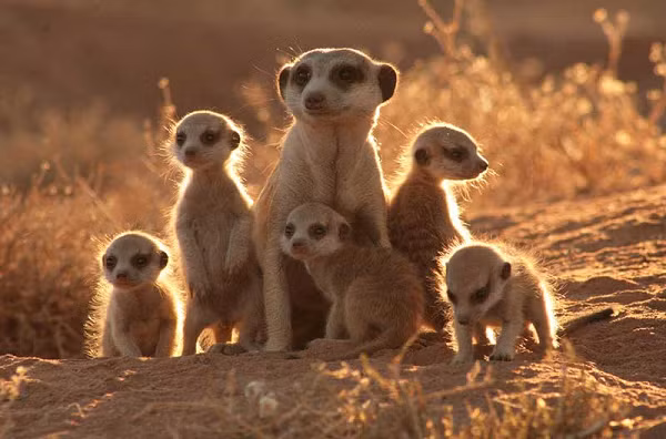 Khi được chừng một năm tuổi, một con meerkat có thể được coi là trưởng thành và bắt đầu sinh sản. Mỗi lứa sinh sản, meerkat sinh từ 1-5 con. Thời gian mang thai của cầy meerkat khoảng 11 tuần, con non sau khi sinh ra sẽ ở cùng với mẹ trong hang dưới đất.