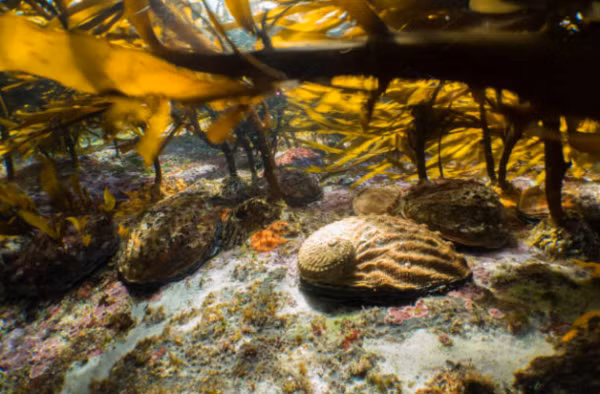  Bào ngư là sản vật quý của biển cả được nhiều ngư dân săn lùng. Thông thường, bào ngư xuất hiện nhiều ở vùng biển, hải đảo nhiều đá, kể cả những vùng nước chảy mạnh.