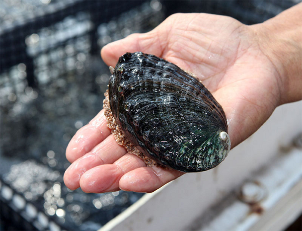 Lớp vỏ phía ngoài của bào ngư có nhiều vân xen kẽ nhau với các màu như tím, nâu, xanh,… Các màu sắc khác nhau trên lớp vỏ này phụ thuộc vào sự thích nghi với môi trường sống của từng loài