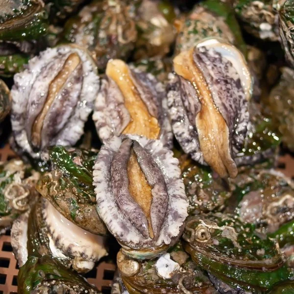 Hiện nay, bào ngư không nhất thiết phải được nuôi ở biển mà còn có thể được nuôi trong bể xi măng, đăng, lồng, đìa,… nên khá thuận lợi cho những ai có ý định nuôi và nhân giống loài hải sản quý này.