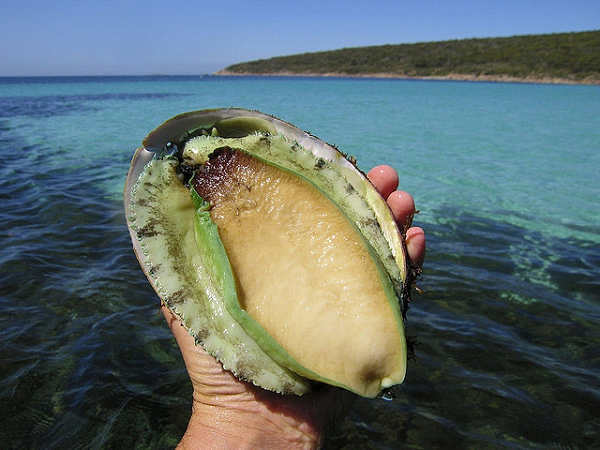 Bào ngư thuộc ngành thân mềm, có vỏ tầng thân phát triển lấn tầng xoắn ốc, đặc điểm này khiến toàn thân chúng trông như một khối dẹt. Vỏ rất cứng, được tạo thành từ nhiều lớp xếp chồng lên nhau, lớp vỏ có cấu tạo chủ yếu từ canxi cacbonat.