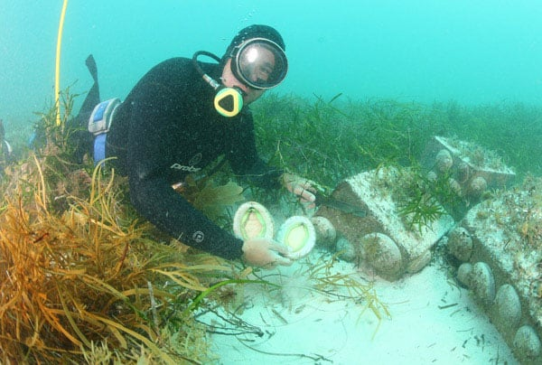 Không như những người anh em sên, bào ngư rất nhanh nhẹn khi thoát khỏi một số loại động vật thích ăn thịt. Bào ngư sẽ chiến đấu tới cùng để bảo vệ bản thân và sử dụng tốc độ đáng nể của mình để tẩu thoát khỏi nguy hiểm.