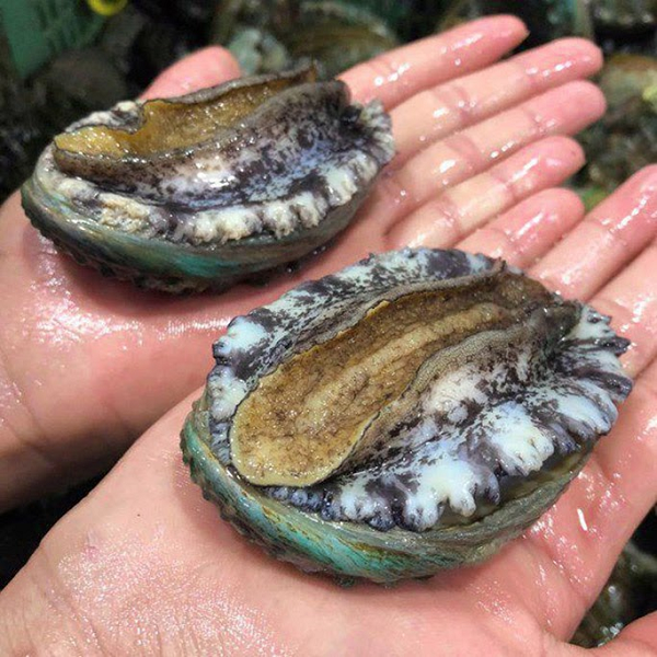 Bào ngư là loài ăn thực vật. Thức ăn của chúng thay đổi tương ứng theo từng giai đoạn phát triển nhưng chủ yếu vẫn là ăn các loài rong biển, mùn bã hữu cơ dưới biển.