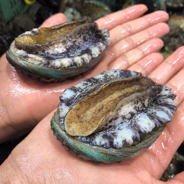 Bào ngư là loài ăn thực vật. Thức ăn của chúng thay đổi tương ứng theo từng giai đoạn phát triển nhưng chủ yếu vẫn là ăn các loài rong biển, mùn bã hữu cơ dưới biển.