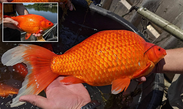 Cá vàng có thể là một vật nuôi vô hại nhưng sẽ trở thành loài "xâm lấn" khi thả vào tự nhiên. Với sự sinh sản nhanh chóng, vượt trội các loài bản địa và tàn phá môi trường sống.