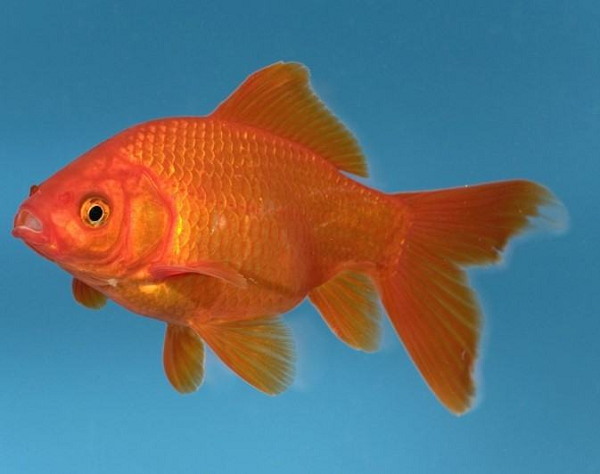 Cá vàng còn có thể thay đổi màu sắc theo phổ ánh sáng trong bể nuôi. Cá sống trong bể tối sẽ có màu nhạt hơn vào các buổi sáng và sẽ dần mất màu theo thời gian.