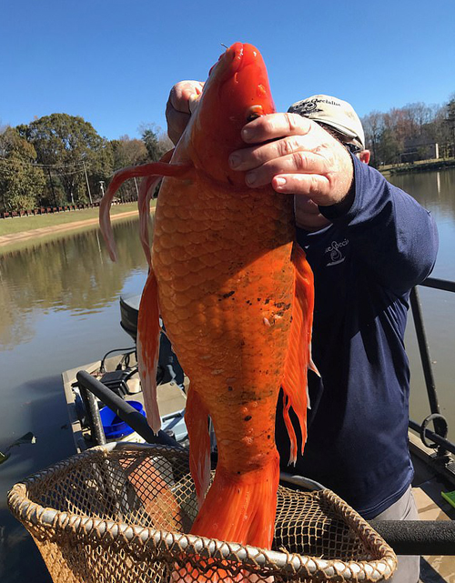 Nhiều người lầm tưởng rằng việc thả cá vàng vào hồ là phóng sinh hay giúp chúng có nguồn thức ăn dồi dào từ tự nhiên nhưng không biết rằng điều đó có thể phá vỡ hệ sinh thái.