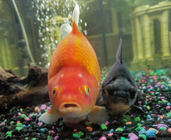 Cá sinh sản thành thục sau 1 năm tuổi, khi đó nhận biết cá đực qua các nốt sần trên nắp mang, thân và vây ngực, còn cá cái có bụng to, lỗ sinh dục lồi ra màu đỏ hồng.