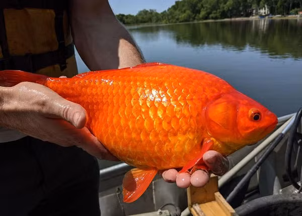  Cá vàng thông thường chỉ có kích thước khoảng 5cm nhưng con cá được tìm thấy tại hồ Minnesota đã lớn tới 30cm. Các chuyên gia dự đoán, cá vàng khổng lồ từng là vật nuôi của một ai đó trong khu vực sau đó họ không nuôi nữa và thả về tự nhiên.