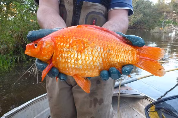 Sự tàn phá sinh thái do vật nuôi thả vào tự nhiên không phải vấn đề mới diễn ra. Cá mao tiên được các chủ vật nuôi ở Florida thả sau cơn bão Andrew năm 1982, đã giết chết hàng chục loài Caribe, khiến rong biển lấn át các rạn san hô.