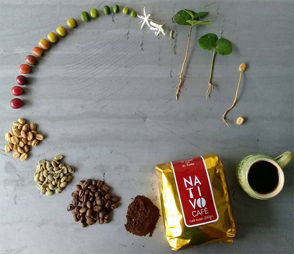 Vòng đời của hạt cà phê từ khi là hạt cho đến lúc tạo thành 1 ly cà phê thơm ngon.