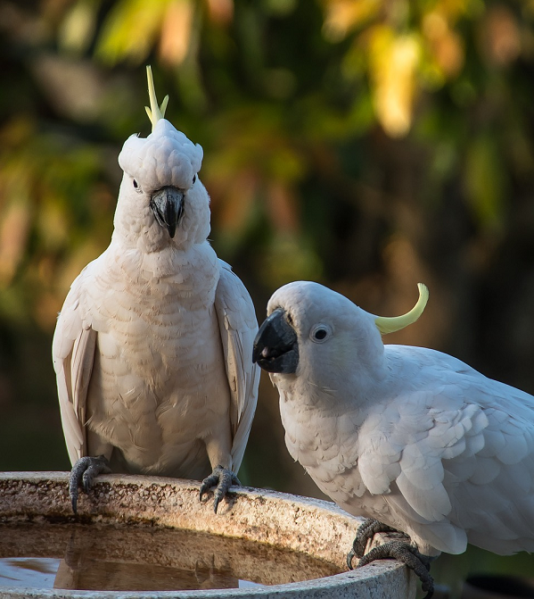 Vùng SpM này chịu trách nhiệm chuyển giao các thông tin giữa hai vùng lớn nhất của não là vỏ não và tiểu não. Có thể coi đó là cơ sở tạo nên nhận thức và hành vi phức tạp cho chim.