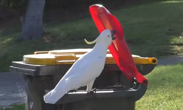 Sau khi quan sát đánh dấu và quan sát 486 con vẹt mào Sulphur, các nhà nghiên cứu thấy rằng chỉ khoảng 10% trong số ấy, đa số là con đực, có khả năng mở nắp thùng rác.