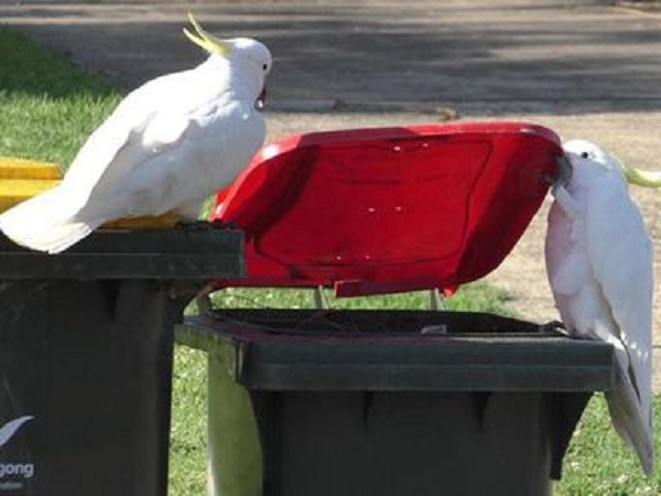 Tới cuối năm 2019, hiện tượng này được ghi nhận ở 44 khu ngoại ô. Tốc độ lan truyền của hành vi này sang khu vực lân cận nhanh hơn so với các khu ngoại ô ở xa.