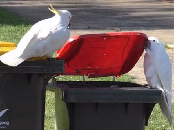 Tới cuối năm 2019, hiện tượng này được ghi nhận ở 44 khu ngoại ô. Tốc độ lan truyền của hành vi này sang khu vực lân cận nhanh hơn so với các khu ngoại ô ở xa.