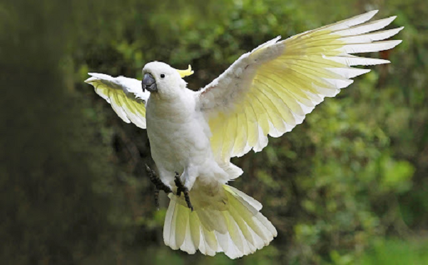 Điều đặc biệt là kích thước vùng SpM ở vẹt lớn hơn từ 2 đến 5 lần các giống chim khác. Điều này có thể giải thích cho sự vượt trội về trí tuệ của chúng.