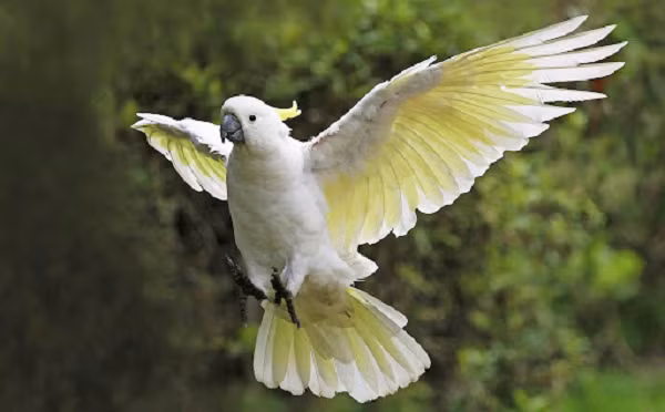 Điều đặc biệt là kích thước vùng SpM ở vẹt lớn hơn từ 2 đến 5 lần các giống chim khác. Điều này có thể giải thích cho sự vượt trội về trí tuệ của chúng.