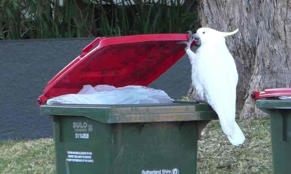 Và điều đặc biệt, hành vi này được chúng quan sát và học theo nhau. Trước năm 2018, hành vi mở thùng rác của loài vẹt mào Sulphur chỉ được ghi nhận ở 3 vùng ngoại ô quanh Sydney và Wollongong.
