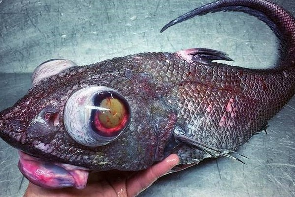 Bộ sưu tập quái vật biển ngư dân bắt được trong nhiều năm qua vô cùng đáng sợ.