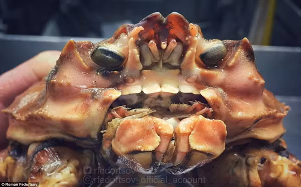 Đây chỉ là một con cua thôi, tuy nhiên loài cua nào thì vẫn chưa rõ. Chỉ biết rằng nó được tìm thấy tại biển Barents thuộc Bắc Băng Dương