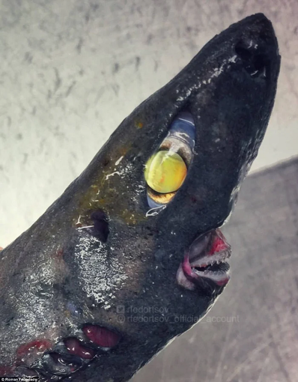 Đây là một con quái vật nguy hiểm. Nó là cá mập cookiecutter, chỉ dài 40 - 60cm, nhưng cực kỳ hung dữ.