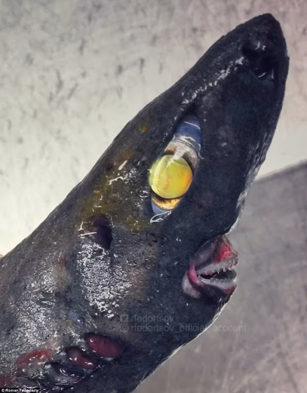 Đây là một con quái vật nguy hiểm. Nó là cá mập cookiecutter, chỉ dài 40 - 60cm, nhưng cực kỳ hung dữ.