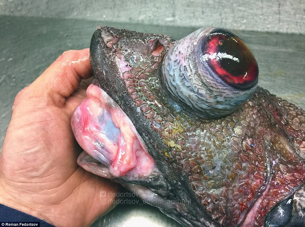 Con cá mắt lồi kỳ lạ này cũng không ai biết nó là gì. Chỉ thấy ngoại hình của nó quả thực rất giống quái vật ngoài hành tinh.