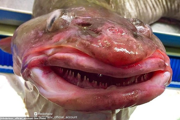 Phần lớn những loài vật chịu được áp lực cao và sống được dưới độ sâu như vậy thường có đặc điểm khác lạ không giống như các loài con người thường thấy.