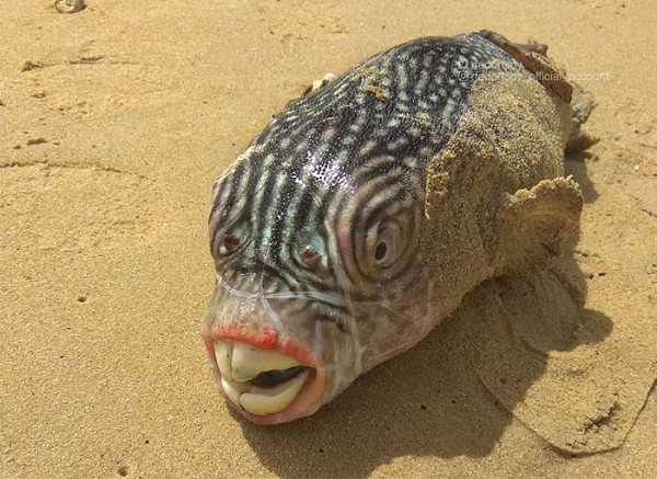 Đây là lí do tại sao những sinh vật như này nên ở đúng vị trí của nó - ở sâu dưới đại dương nơi không ai phải chạm mặt chúng.