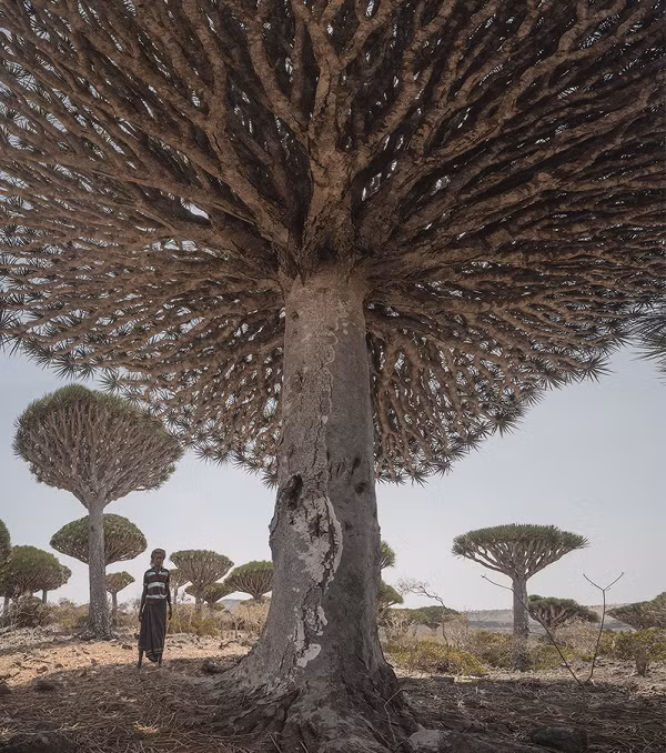 Truyền thuyết khác lại cho rằng, loài cây này liên quan tới con rồng Ladon thời cổ đại có một trăm cái đầu và nói rất nhiều tiếng khác nhau. Sau đó đã bị Hercules giết chết bằng mũi tên vàng. Máu của Ladon đã tạo ra cây máu rồng huyền thoại.