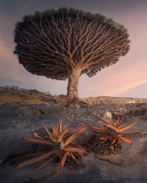 Bên cạnh đó, điều kiện thời tiết ở Socotra ngày càng khắc nghiệt, khô hạn kéo dài còn mùa mưa xuất hiện ít và thất thường. Các nhà khoa học dự báo, khoảng 45% môi trường sống lý tưởng của cây máu rồng có thể mất đi vào năm 2080.