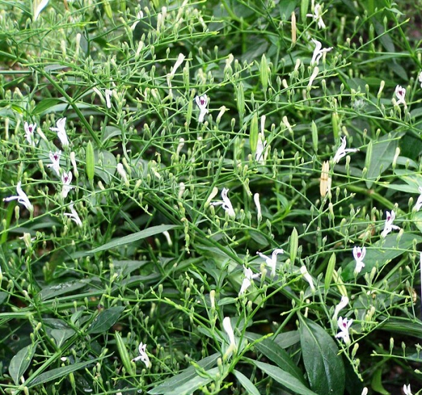 Andrographolide và một số hợp chất khác của xuyên tâm liên có tác dụng chống viêm an toàn và hiệu quả, có tác dụng đối với nhiễm trùng đường hô hấp trên cũng như có thể làm giảm đáng kể việc sản xuất cytokine, các yếu tố gây viêm khi nhiễm virus.