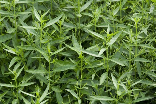 Trung Quốc, Ấn Độ và Việt Nam là những nơi trồng nhiều xuyên tâm liên nhất trong toàn khu vực. Vào những năm 80, cây được trồng ở nhiều địa phương ở miền Bắc Việt Nam, sau đó giảm xuống, gần đây lại tiếp tục được khôi phục, cung cấp nguyên liệu cho sản xuất thuốc.