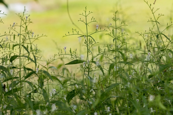 Hiện nay, thảo dược này được trồng nhiều tại các tỉnh như Hòa Bình, Bắc Giang, Lạng Sơn, Bắc Ninh. Thu hái chủ yếu vào mùa xuân khi cây chuẩn bị ra hoa vì lúc này lượng hoạt chất đạt được lý tưởng nhất.