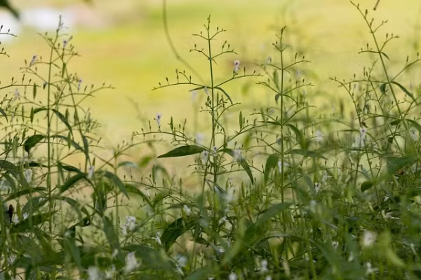 Hiện nay, thảo dược này được trồng nhiều tại các tỉnh như Hòa Bình, Bắc Giang, Lạng Sơn, Bắc Ninh. Thu hái chủ yếu vào mùa xuân khi cây chuẩn bị ra hoa vì lúc này lượng hoạt chất đạt được lý tưởng nhất.