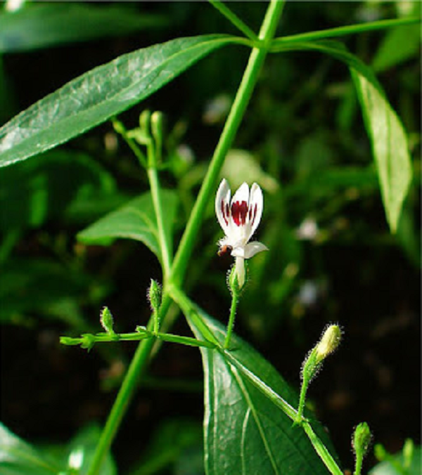 Xuyên tâm liên là một vị thuốc rất rẻ tiền lại dễ kiếm, cách dùng đơn giản nhưng cần tuân thủ liều lượng để đảm bảo an toàn và hiệu quả.