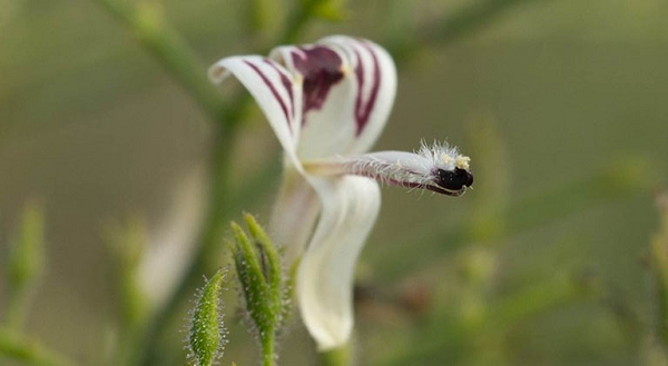 Các thành phần hóa học có trong xuyên tâm liên là andrographolide và dihydroxy dimethoxy flavone có tác dụng chống lại COVID-19, bằng cách ức chế enzym protease chính của virus này trên thử nghiệm in silico.