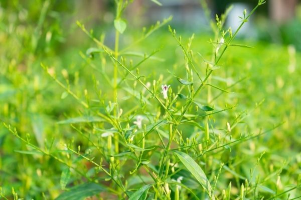 Bên cạnh đó, nó còn được dùng để điều trị các bệnh về gan, sốt, cảm lạnh thông thường, tiêu chảy cấp tính, tăng huyết áp, thủy đậu, bệnh phong, sốt rét, viêm nhiễm, tiểu đường…