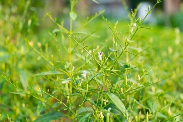 Bên cạnh đó, nó còn được dùng để điều trị các bệnh về gan, sốt, cảm lạnh thông thường, tiêu chảy cấp tính, tăng huyết áp, thủy đậu, bệnh phong, sốt rét, viêm nhiễm, tiểu đường…