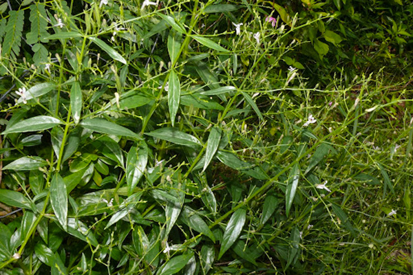 Tương tự, sau khi nghiên cứu, các nhà khoa học thuộc Trường Cao đẳng dược JSS (2020), Ấn Độ cũng cho biết các thành phần hóa học của xuyên tâm liên (andrographolide và dihydroxy dimethoxy flavone) có tác dụng chống lại COVID-19.