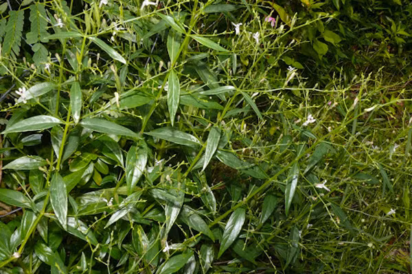 Tương tự, sau khi nghiên cứu, các nhà khoa học thuộc Trường Cao đẳng dược JSS (2020), Ấn Độ cũng cho biết các thành phần hóa học của xuyên tâm liên (andrographolide và dihydroxy dimethoxy flavone) có tác dụng chống lại COVID-19.